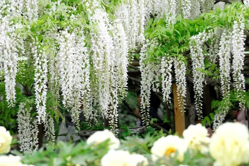 Wisteria và ý nghĩa của sự hy sinh im lặng