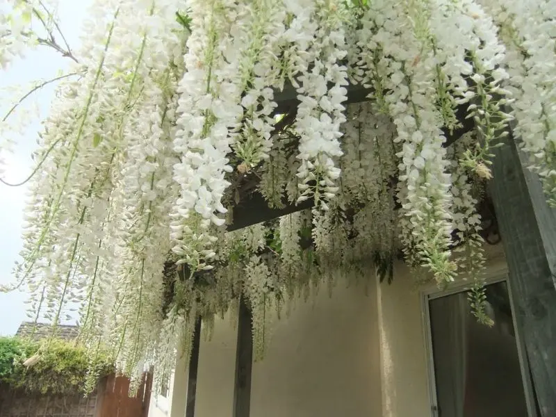 Ý nghĩa của wisteria là lòng biết ơn và tình yêu