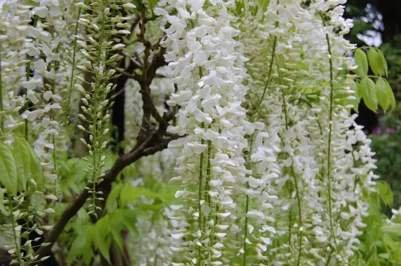 Hoa Wisteria có nghĩa là tình cảm gia đình