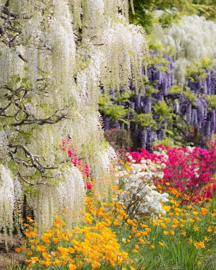 Ý nghĩa của wisteria là một sự gắn bó sâu sắc