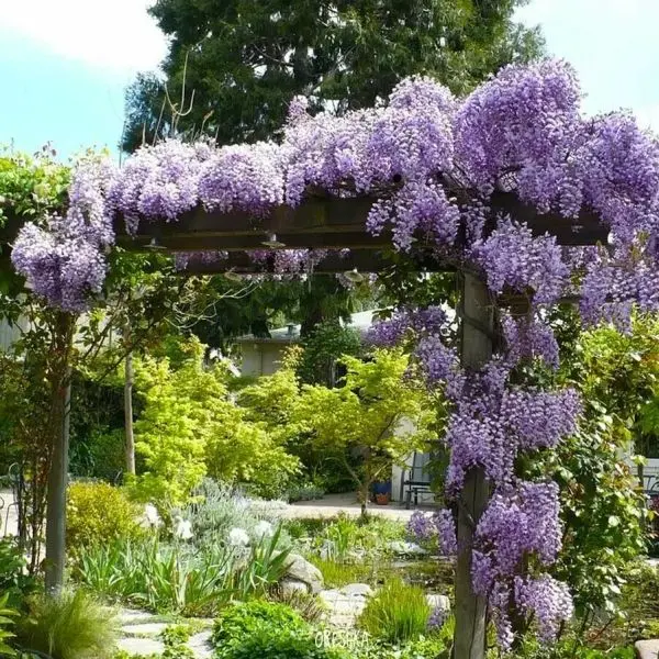 Cây hoa wisteria với màu tím dịu dàng