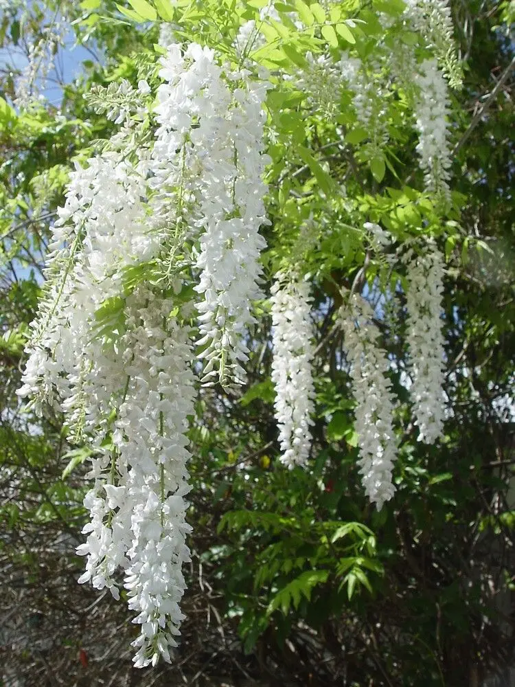 Hoa Wisteria tượng trưng cho niềm tin dai dẳng