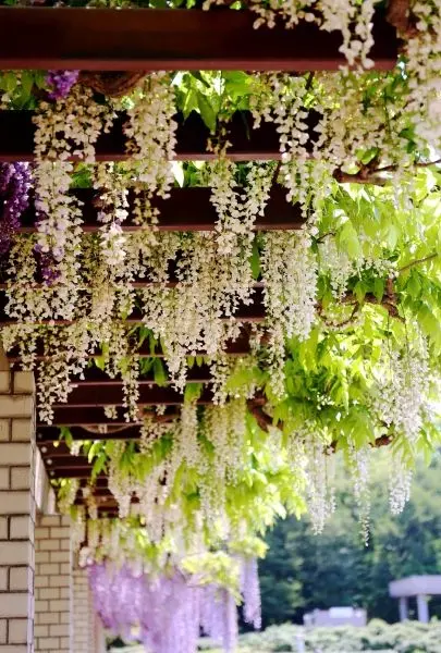 Wisteria và thông điệp về sự hy sinh