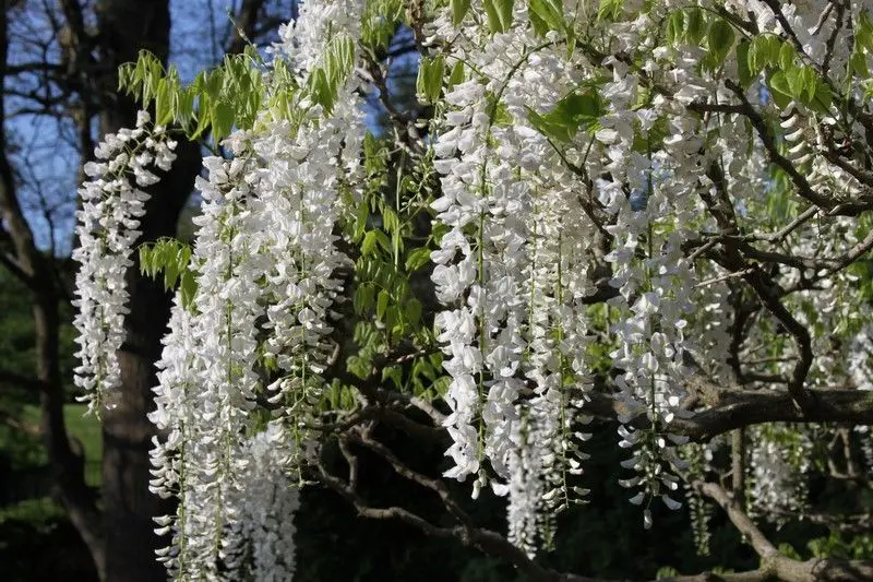 Ý nghĩa của wisteria có liên quan đến sự trung thành