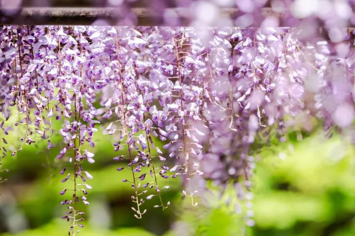 Vẻ đẹp thanh lịch của Wisteria