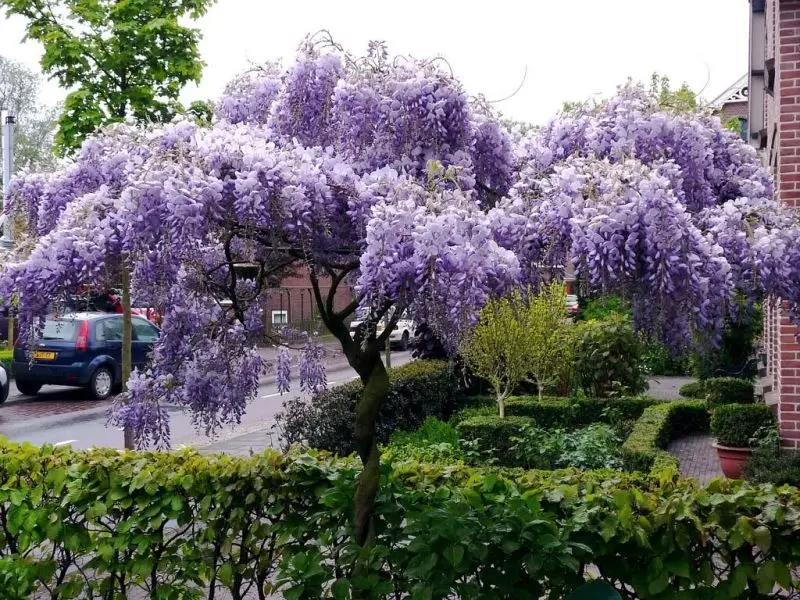 Cây hoa Wisteria có mùi hương mùa xuân