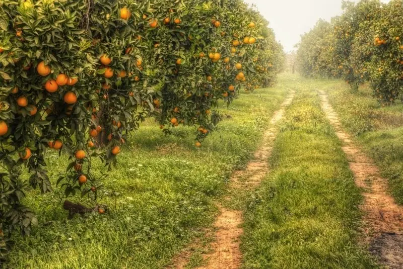 Cool Orchard là một lựa chọn lý tưởng cho thư giãn tươi và mát mẻ.