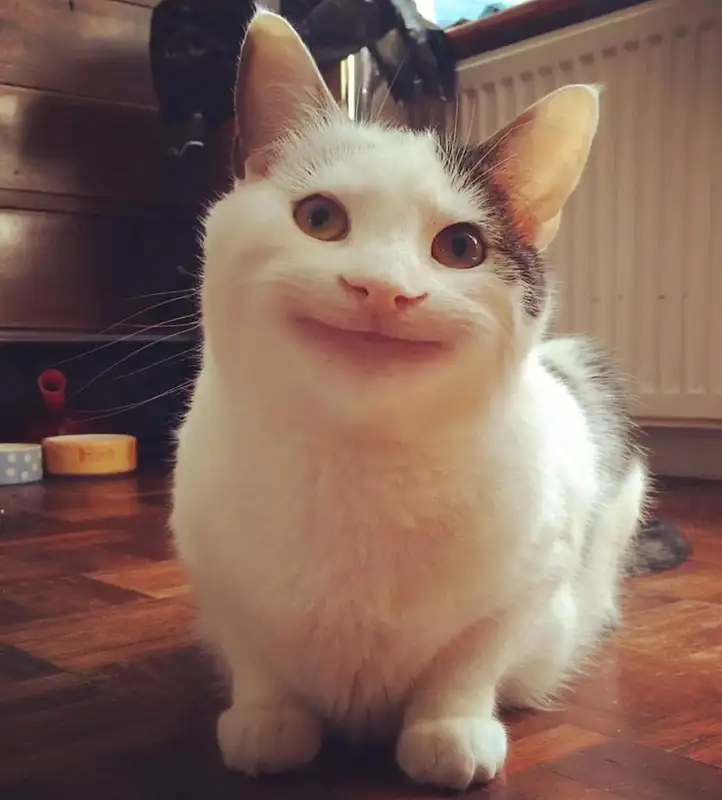 Meme Cat cười vô tận