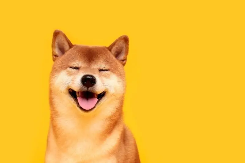 Hài hước và đáng yêu với Avatar chó của Shiba Meme