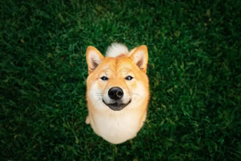 Avatar chó Shiba, cảm hứng cho ngày mới