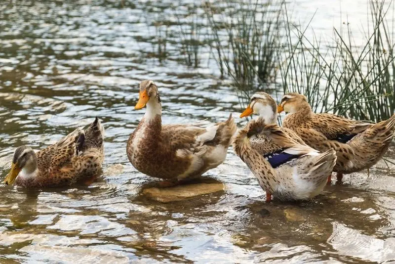 Avatar Duck Avatar, làm rõ đáng yêu và hài hước