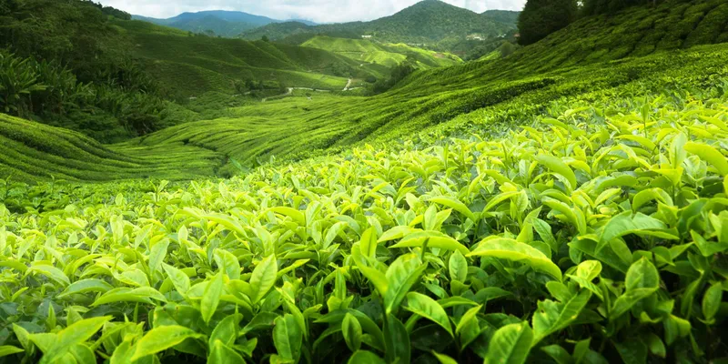 Phong cảnh của Tea Hill vào sáng sớm rất đẹp.