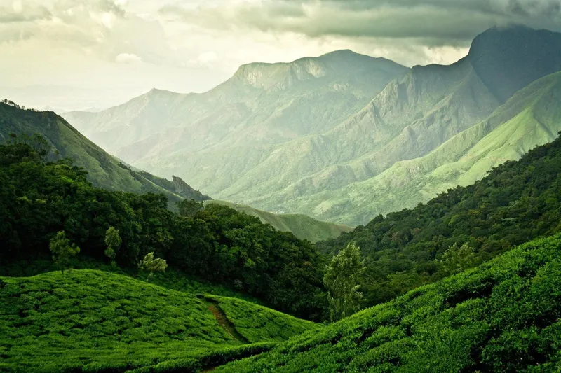 Tea Hill phủ sương, những chấm độc đáo của thiên nhiên.