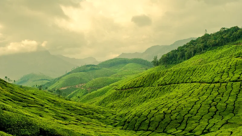 Mặt trời mọc trên Tea Hill mang đến vẻ đẹp vừa yên tĩnh vừa rực rỡ.