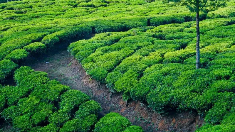 Buổi sáng sớm của Tea Hill quyến rũ mọi người.