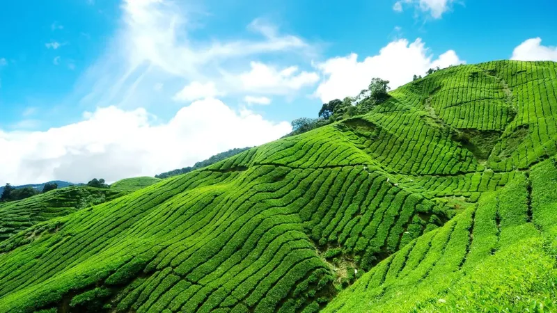 Morning Tea Hill, một nơi lý tưởng để tìm hòa bình.