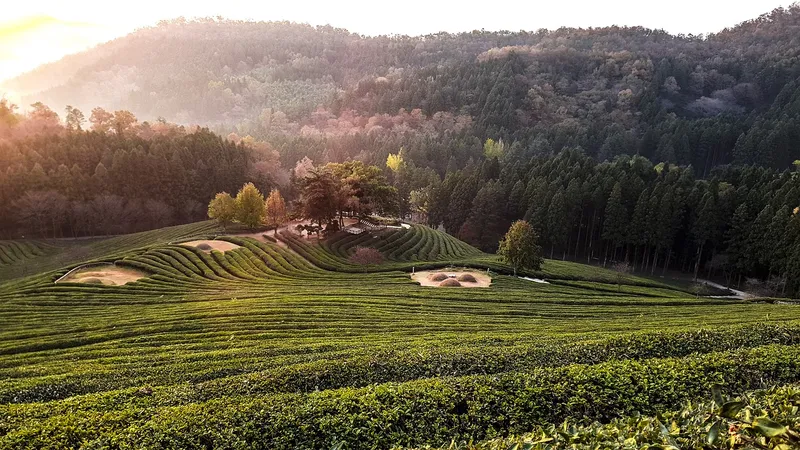 Tea Hill sớm là một nơi lý tưởng để tận hưởng vẻ đẹp tự nhiên.