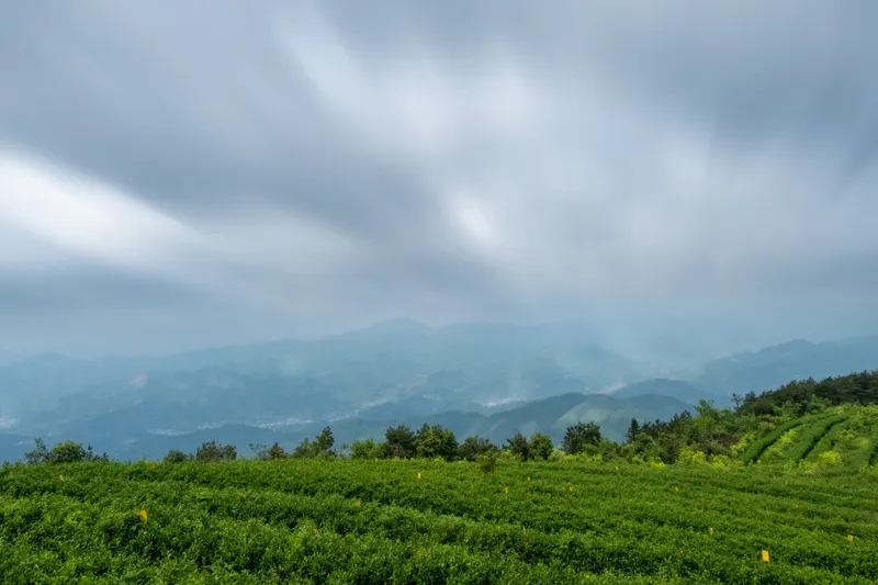 Mất đi trong vẻ đẹp thơ mộng của Tea Hill trong buổi bình minh.