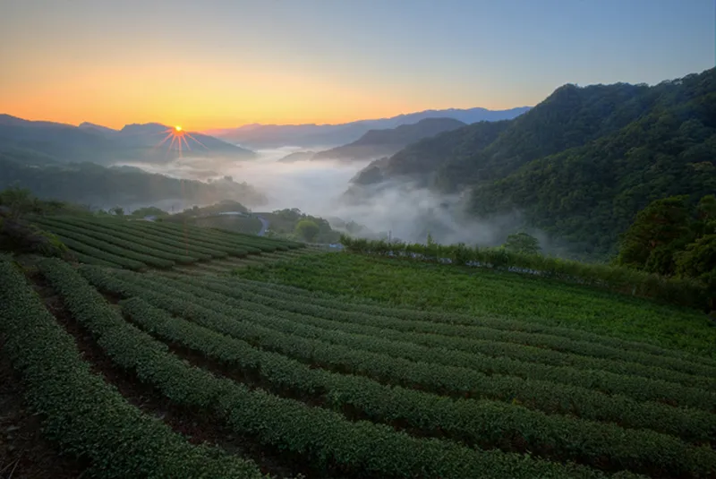 Tea Hill vào buổi sáng sớm phát ra một vẻ đẹp mộc mạc và thuần khiết.