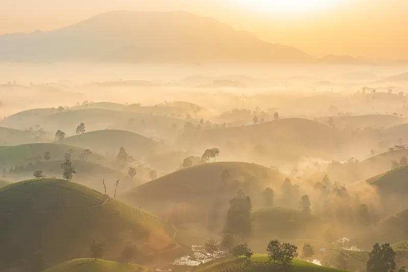 Tea Hill in the Morning Mist, một bức tranh tự nhiên đầy cảm hứng.