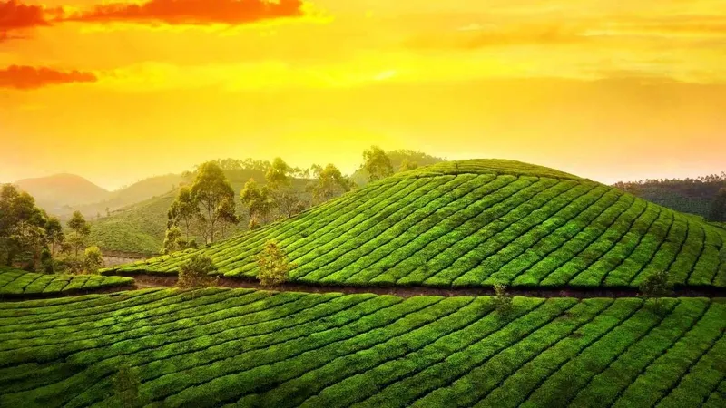 Cảnh quan Tea Hill sớm là một điểm đến lý tưởng cho linh hồn.