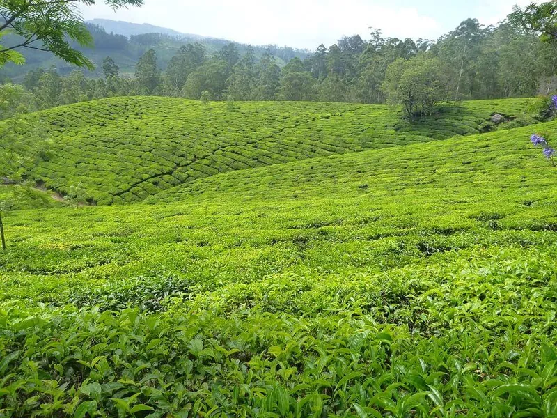 Morning Tea Hill là một nơi để hội tụ đơn giản như một vẻ đẹp đơn giản nhưng hấp dẫn.