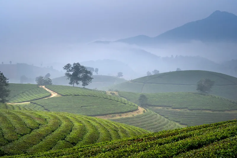 Cảnh quan của Tea Hill vào sáng sớm là một góc nhỏ của thiên đường trên trái đất.