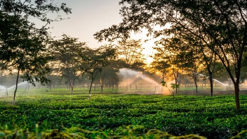 Khám phá vẻ đẹp thuần khiết của Tea Hill vào lúc bình minh.