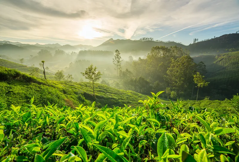 Tea Hill sáng sớm, nơi cảm hứng và sáng tạo.