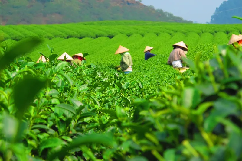 Phong cảnh của Tea Hill vào sáng sớm là một biểu tượng của sự thuần khiết.