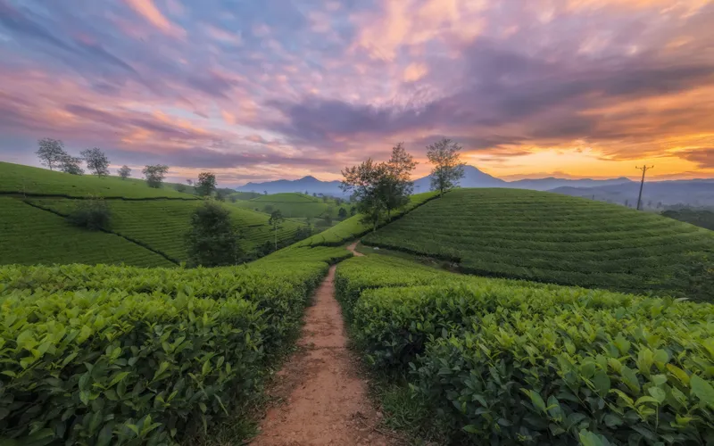 Tea Hill phủ sương, nơi du khách mỗi sáng.