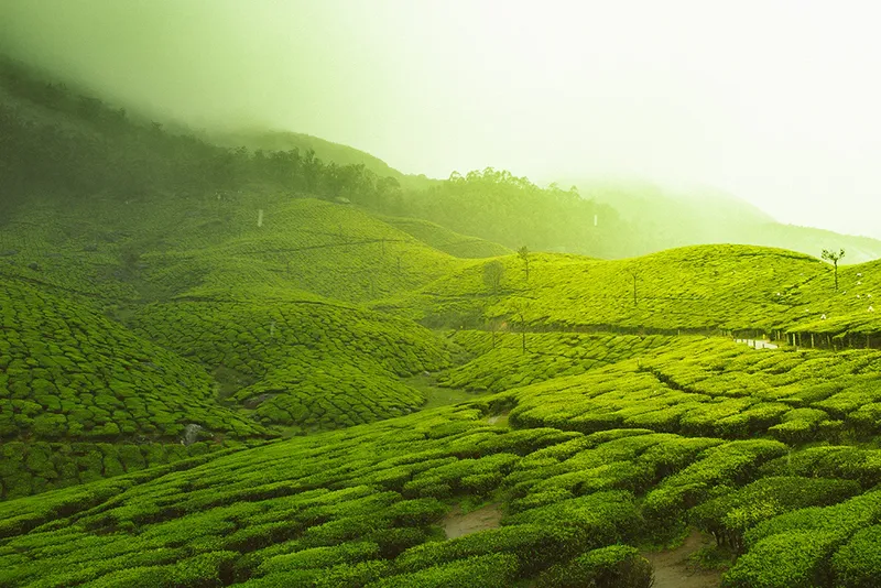 Tea Hill vào sáng sớm là không gian lý tưởng để tìm thấy chính mình.