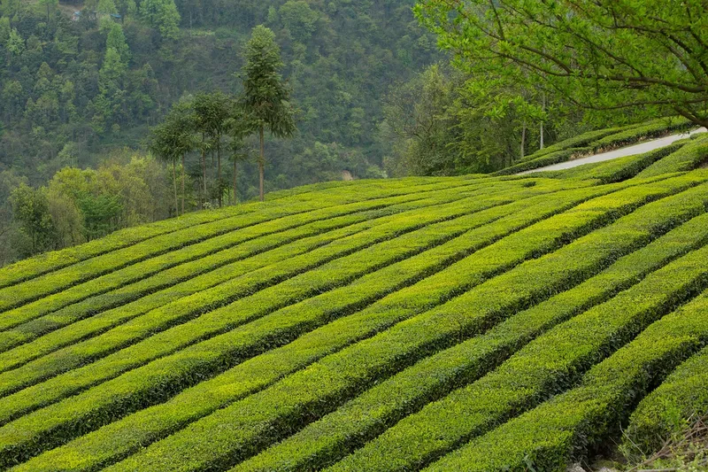 Đồi trà xanh, những điểm nhấn hoàn hảo trong buổi sáng yên bình.