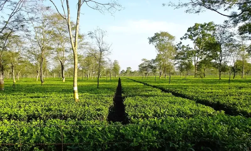 Phong cảnh Morning Hill mang đến cảm giác thư giãn.