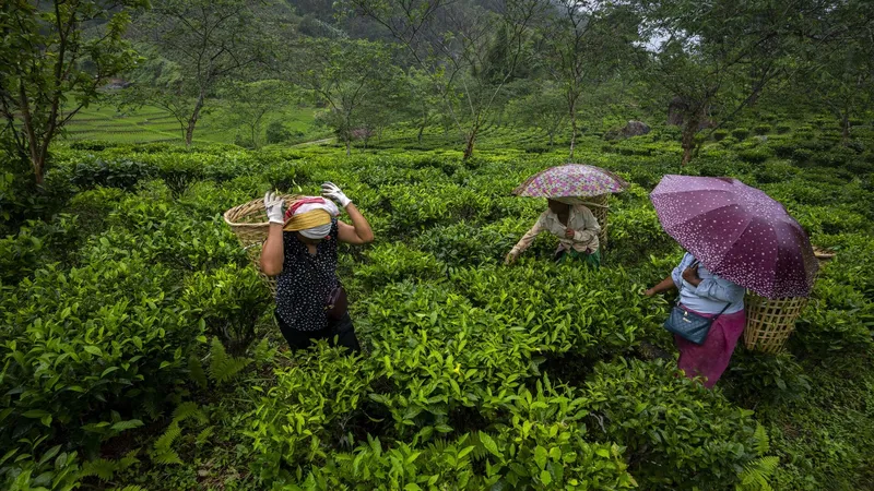 Đồi trà sớm, nơi vẻ đẹp tự nhiên tỏa sáng rực rỡ.