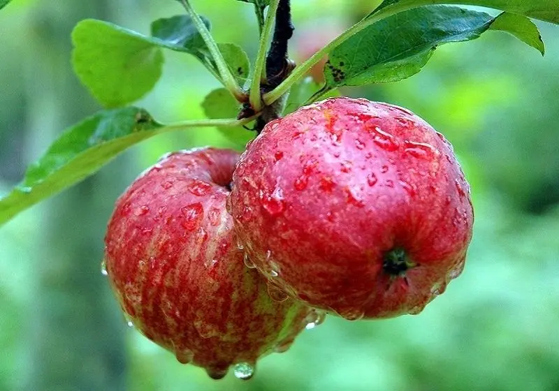 Red Apple với làn da bóng mịn đầy sức sống