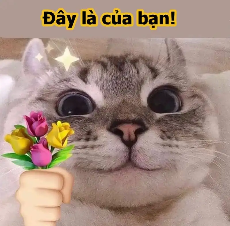 Meme mèo cho hoa làm cho người xem cảm thấy hạnh phúc