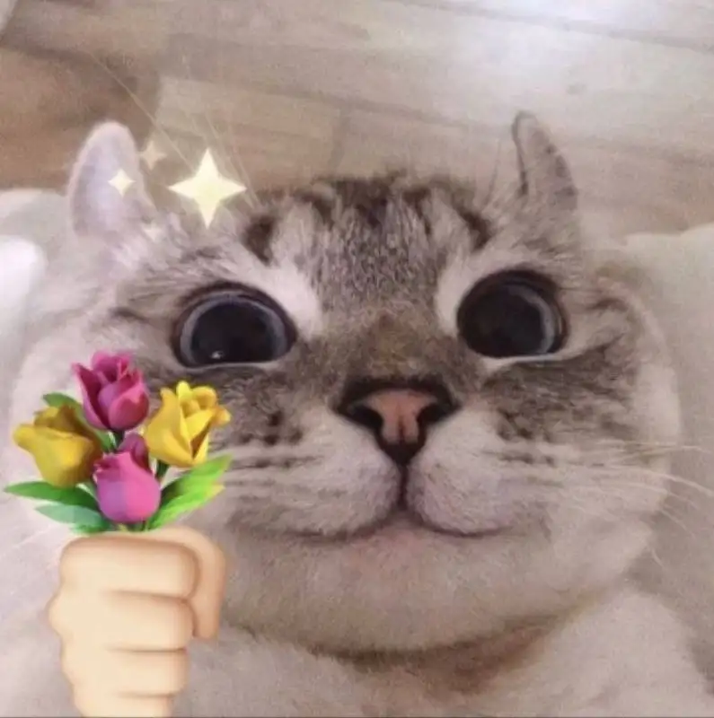 Meme Cat đưa hoa để mang lại niềm vui cho người xem