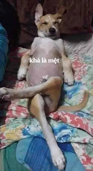 Con chó bùn meme làm cho mọi người cười