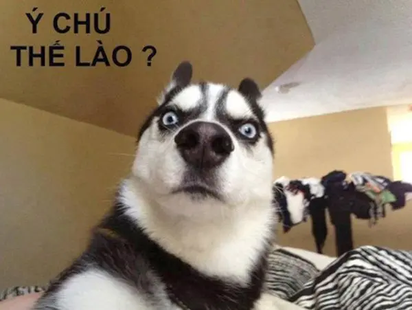 Con chó vui nhộn cho ngày mới