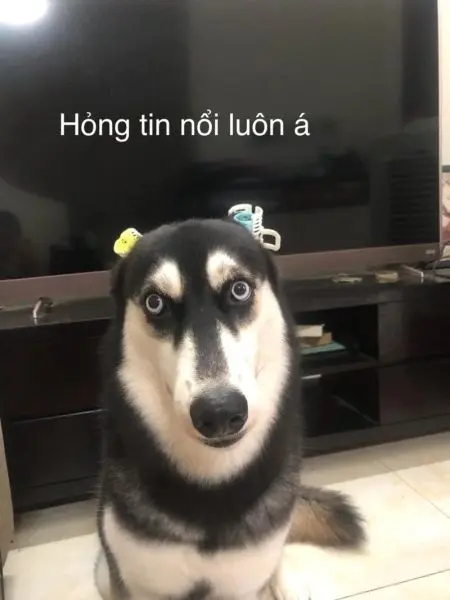 Con chó vui tính meme cực kỳ lầy lội