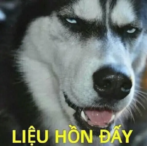 Con chó của meme mỉm cười không ngừng