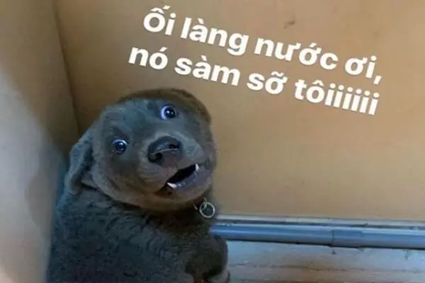 Meme Dog làm cho mọi người cười