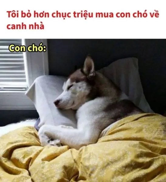 Con chó ngủ vui nhộn meme