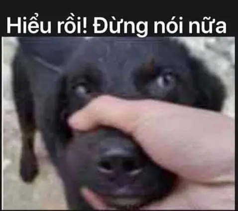 Meme siêu dễ thương và vui vẻ