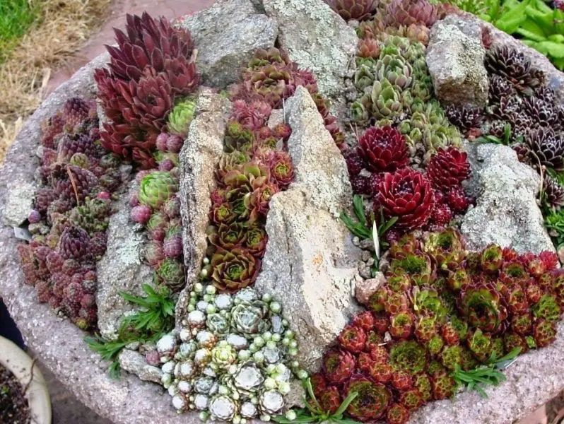 The beautiful natural rockery highlights the classic garden style.