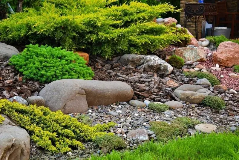 The landscape of the rockery is naturally beautiful, evoking a sense of closeness and relaxation.