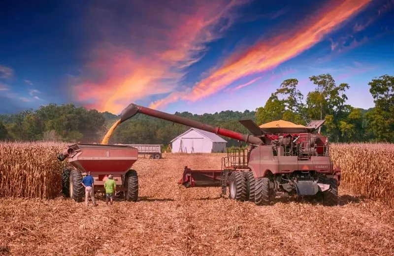 HARVEST FIELD - Hình ảnh vàng ấm áp