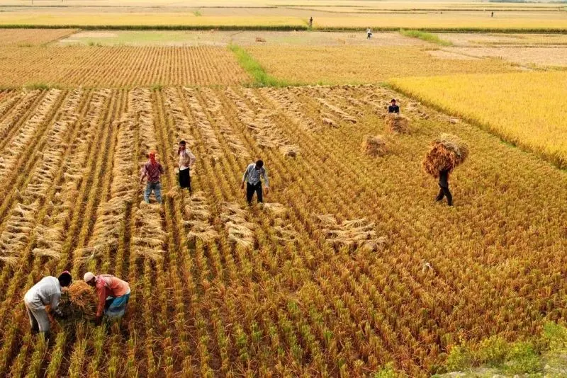 Thu hoạch lĩnh vực nông thôn trong không gian yên tĩnh