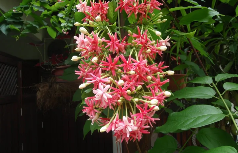 Hoa Quan Ultra Flower Blooms đẹp